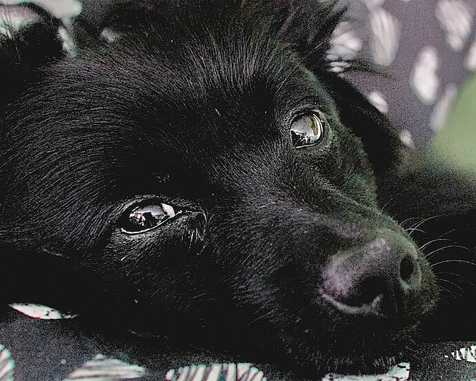 good dog
