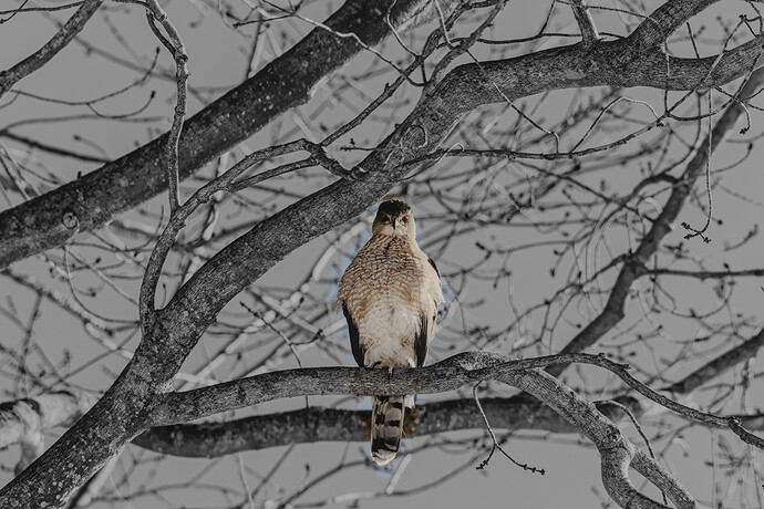 Blue Background - Bird - IMG_5406-2026.02.08_01