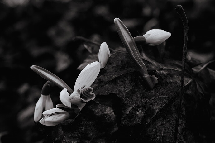 Snowdrop 2