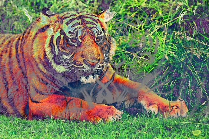 tiger_mirror_psychedelic1
