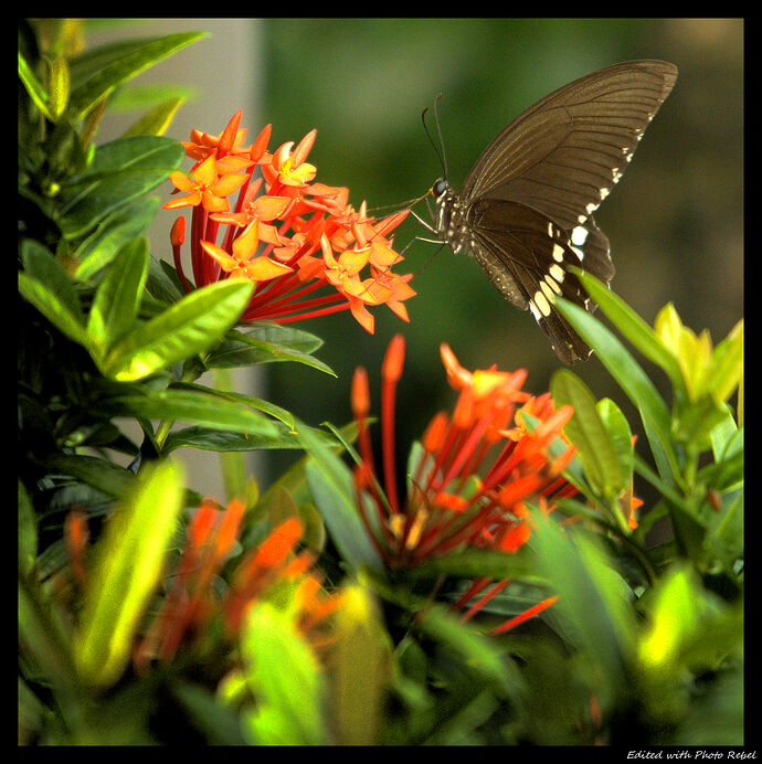 SIU06068_HDBB