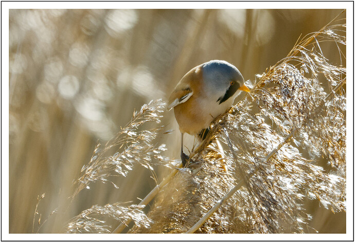 2025-02-01 @14-19-21 CO5A2988