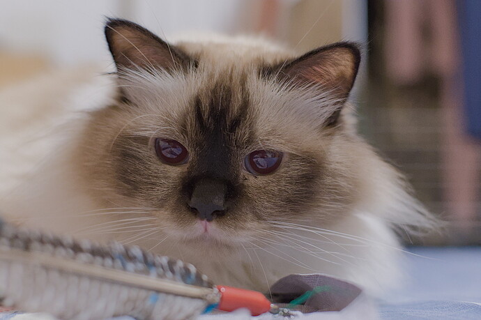 Siamese CatDSC_0472-2025.07.24