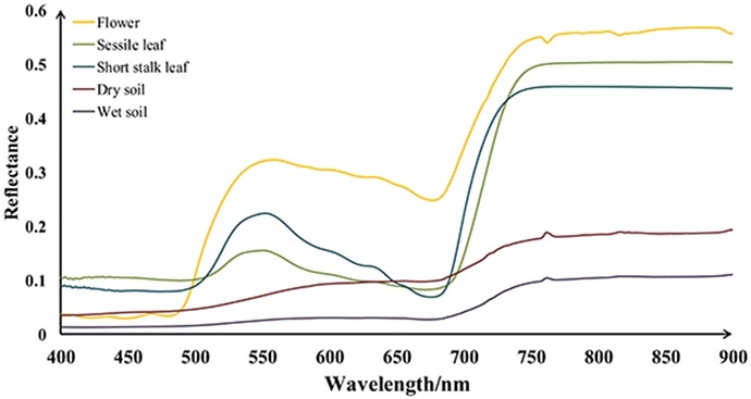 Pure-spectral-reflectance-of-flower-sessile-leaf-short-stalk-leaf-dry-soil-and-wet