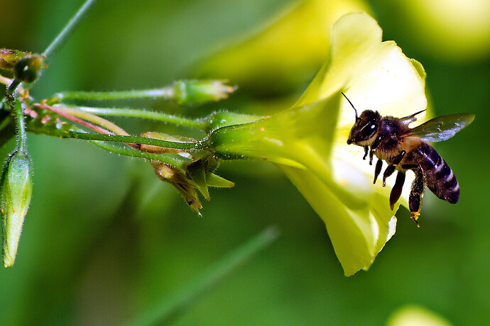 DSCF1358 ART and GIMP (2)