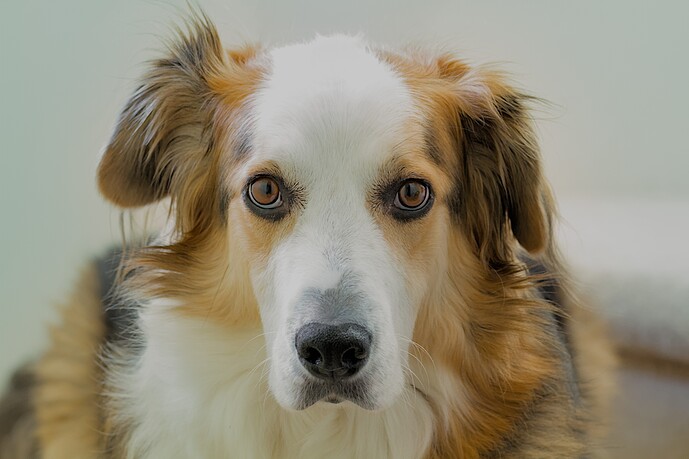 dodoite-20131024-2673_02