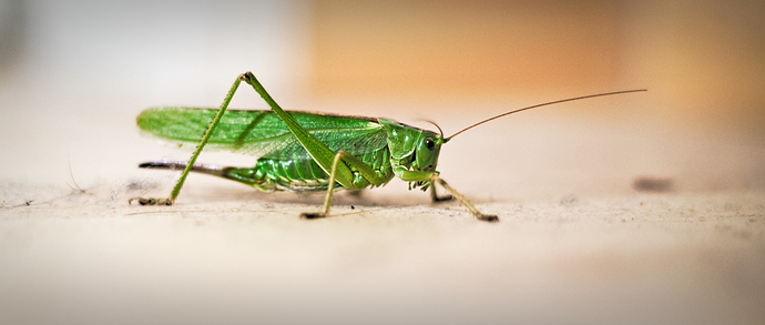 20190809_7678_grasshopper