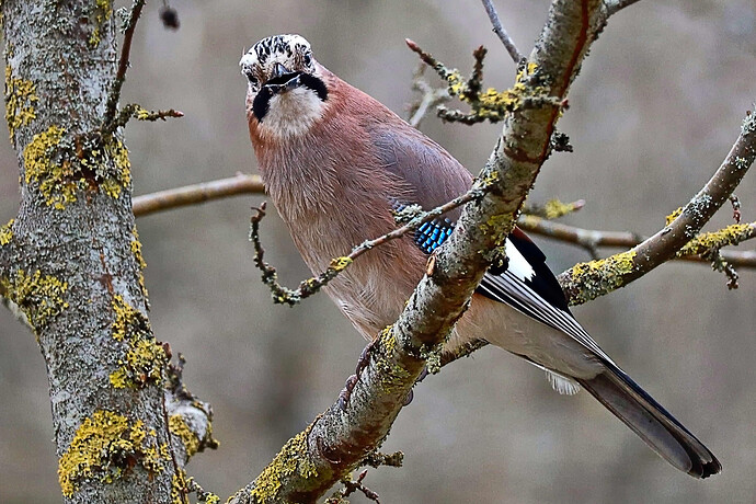 13-23-00-213 GIMP (jpegli)