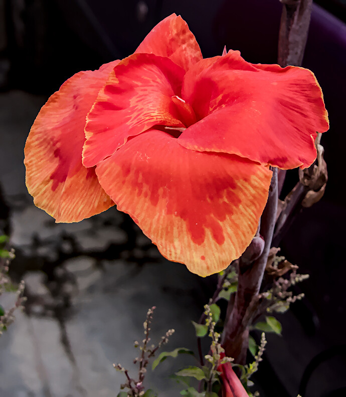Home - Flowers_P1020514