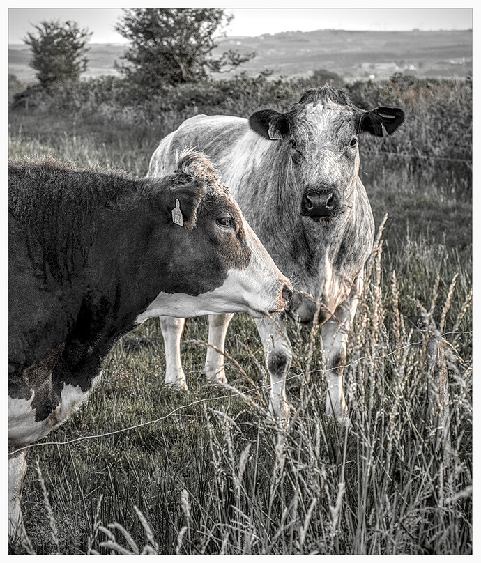 DSC_2431