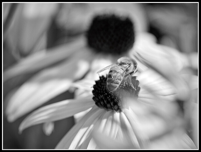 2023-08-15-DSCF1521BW_LR