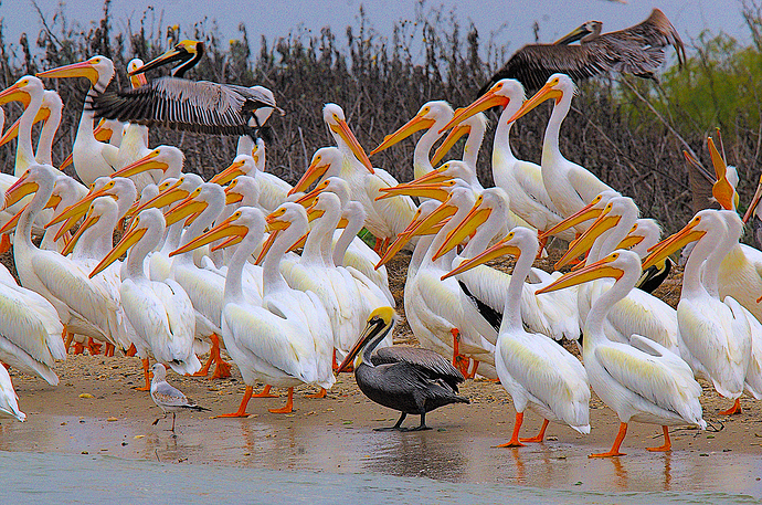 PIC_4185_Pelican-parade