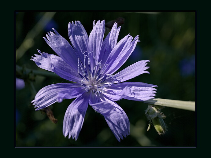 _DSF0689