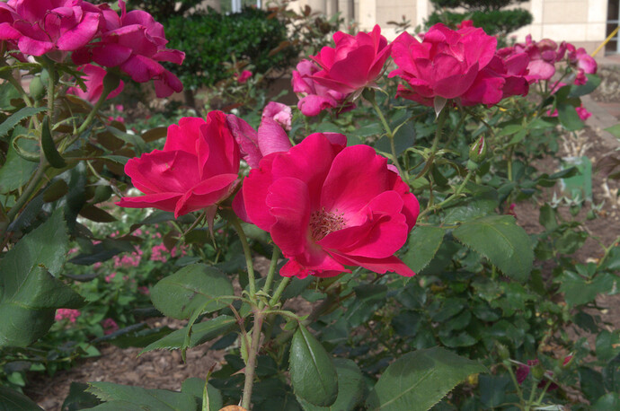 _DSC8850-GradualChromaDampeningLchBasedGamutMapperCIELCh_ab-shoulder-90