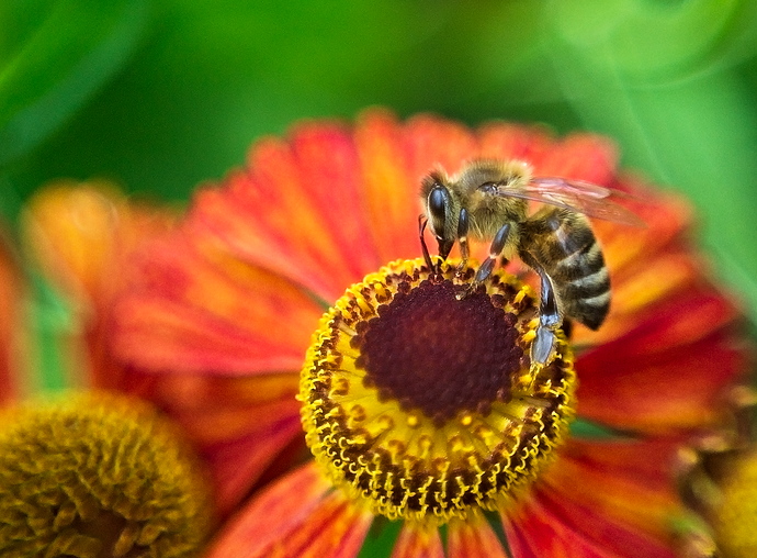 20190820_S%C3%BCdpark_Bl%C3%BCten_8112_B