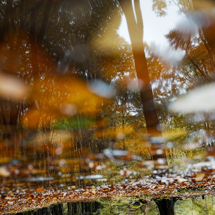 cool-reflection-in-puddle-forest-AWP07611_01