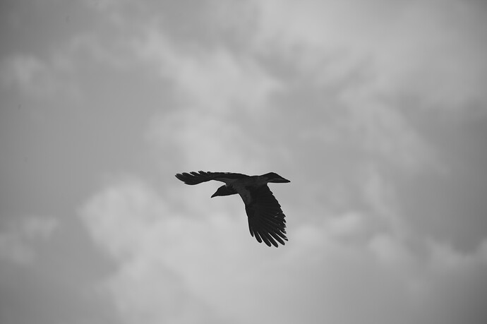 IMG_9005