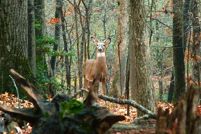 DSC03111 Rawtherape and GIMP (Jpegli)