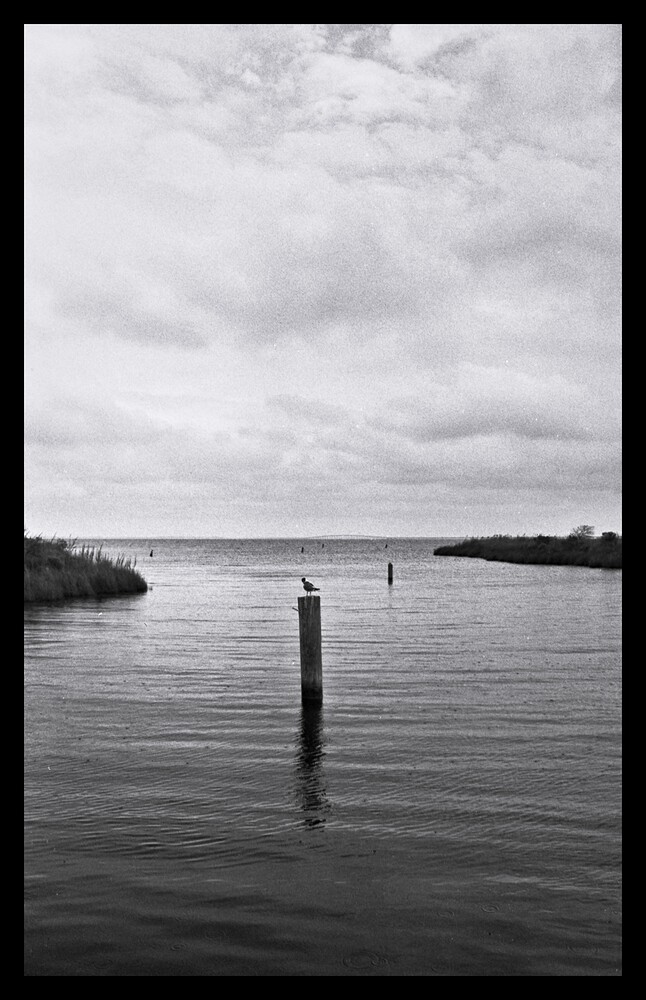 2025-08-05 - Manns Harbor bird and bridge