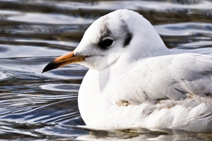 local-contrast-module-DSC09102-lcrgb