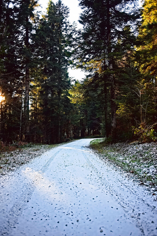 D75_7908 RawTherapee and GIMP (1)