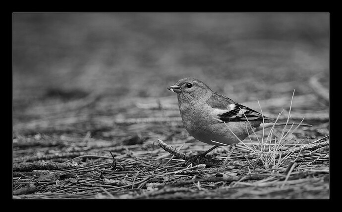 _DSF8859_1