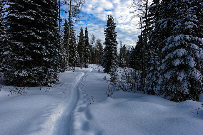 2020-02-25_10-40-25 Rawtherapee and GIMP (jpeg li)