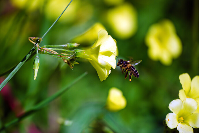 DSCF1358 ART and GIMP (1)