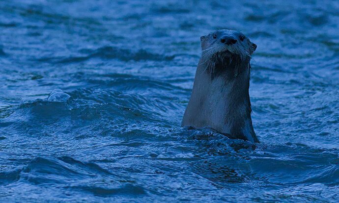 $otter)