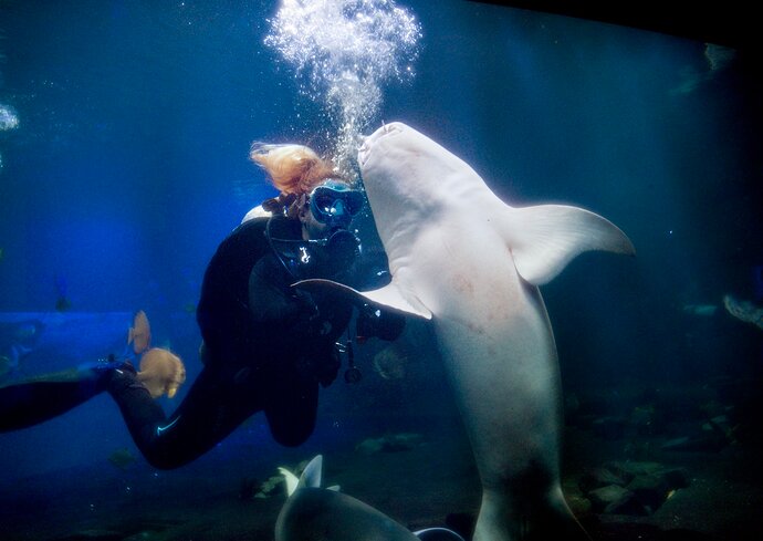Shark-P1023202