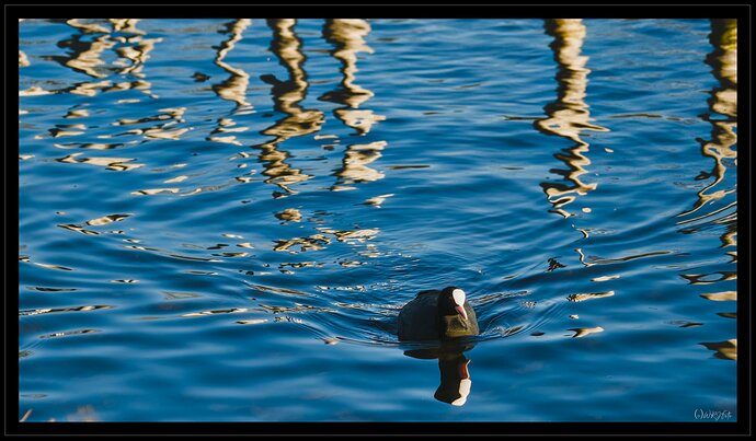 2512_Ümminger See vor Weihnachten_0064_04