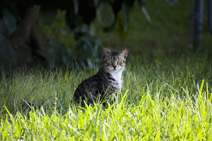 Cat in Shadow_7E4A3725-2025.07.29