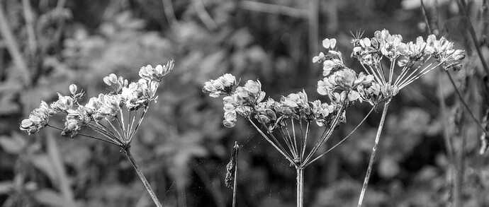 20260909-164323-D300S-DSC_5694-0.NEF