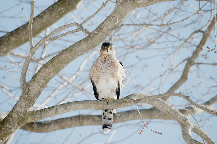 super_dope_hawk_thumper_edit