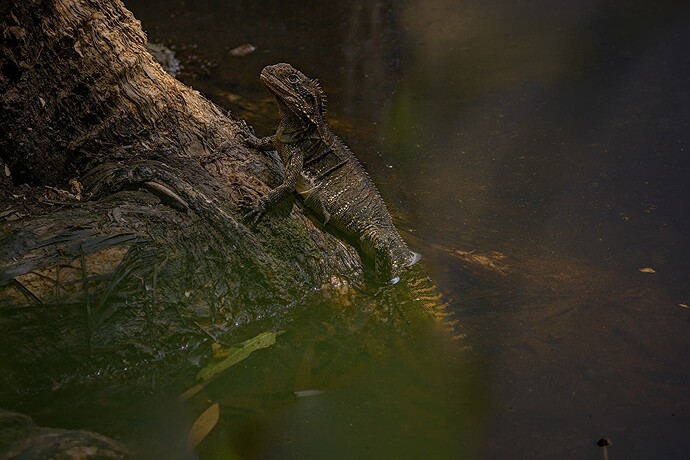 2022-01-25_12-58-48.53_DSC6109