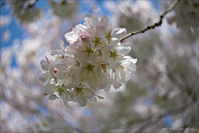 EMG06153-Lente-en-bloesem-ISO200-dt-gimp_filtered-2021-web