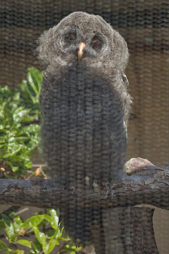 IMG_1254 great grey owl
