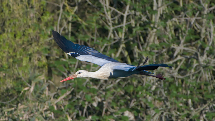 flying.stork