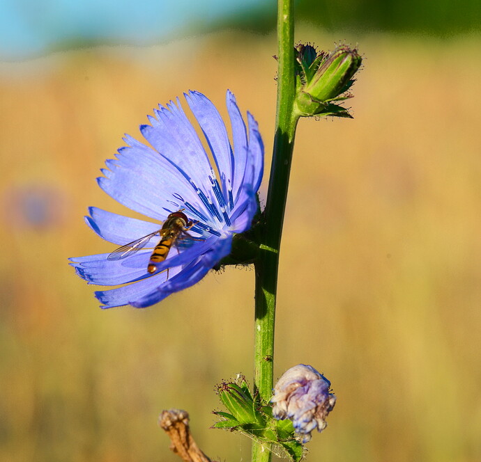 Hoverfly - 20250629_0012-1