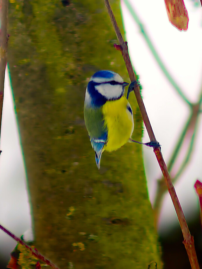 260127_111128_DSC08423 ART and GIMP (1)