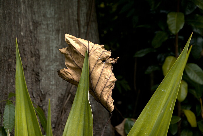 DSC01978_01