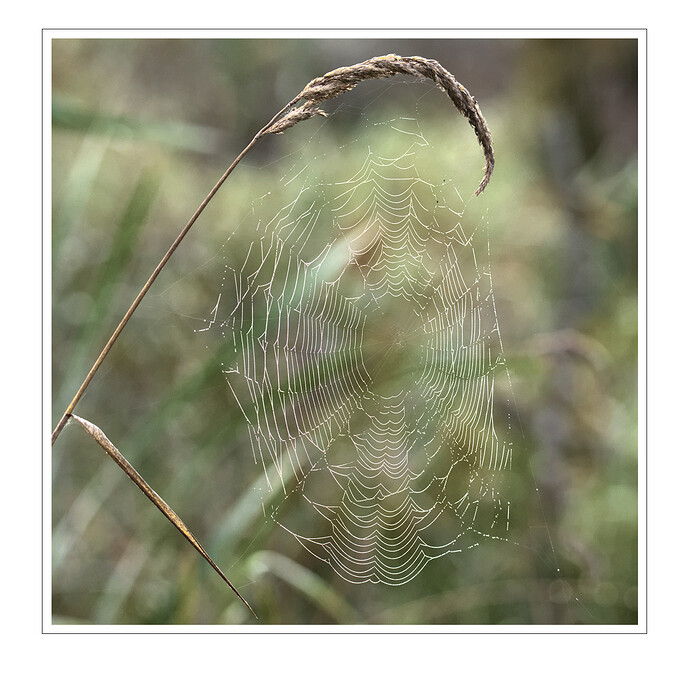 FWR_9052