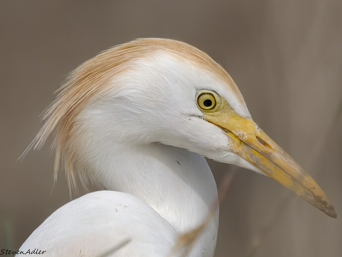 20260421_0106_denoise_2_01