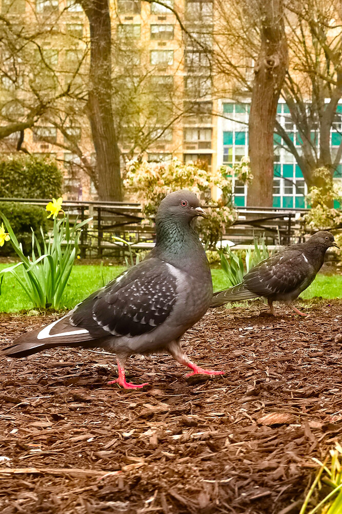 _MG_3199 ART and GIMPa (jpegli)