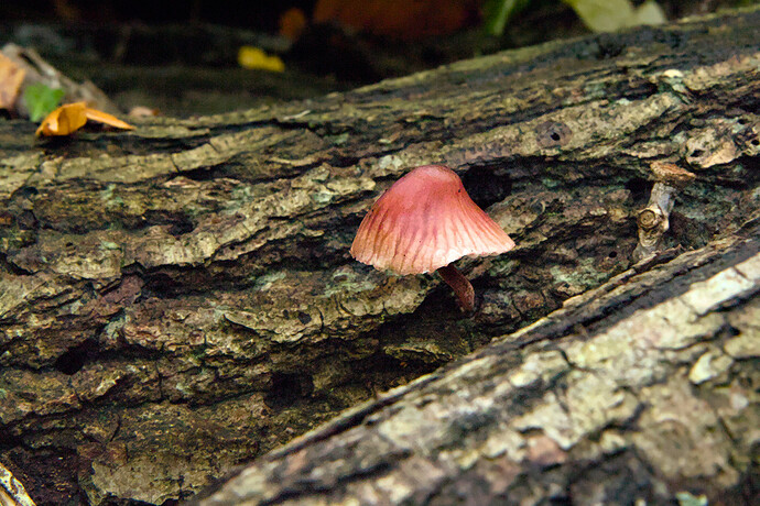Dunes and shroomsDunes and shrooms_04