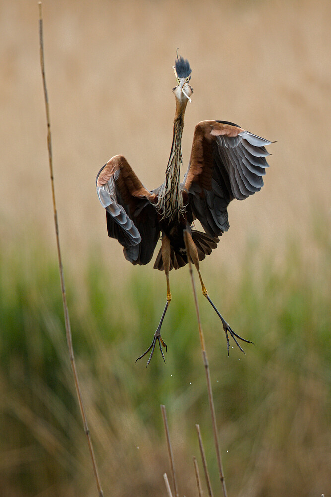 purple heron_01_01