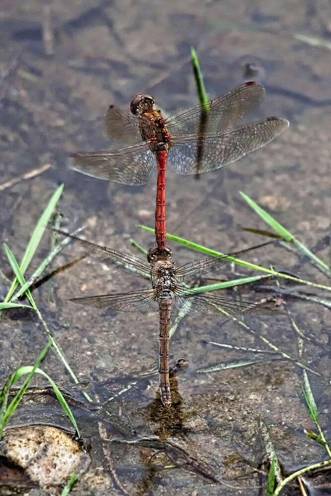 DragonfliesOfTheDay