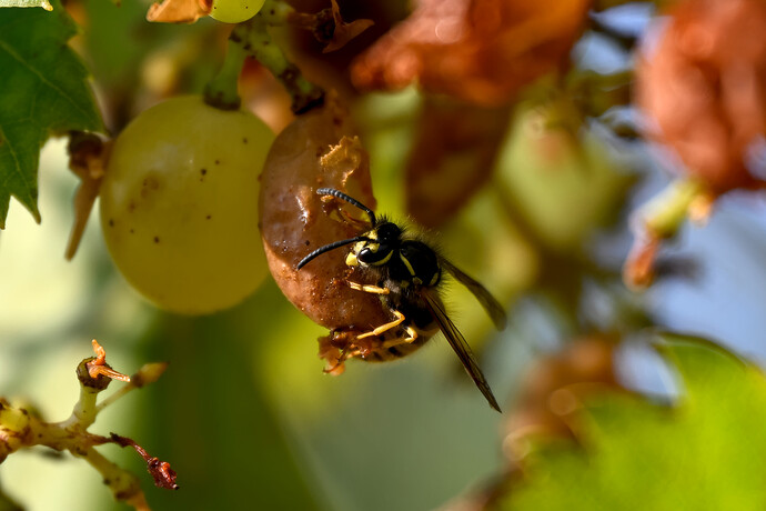 20250928-102041__DSC0233