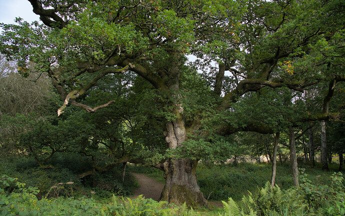 birnhamOak