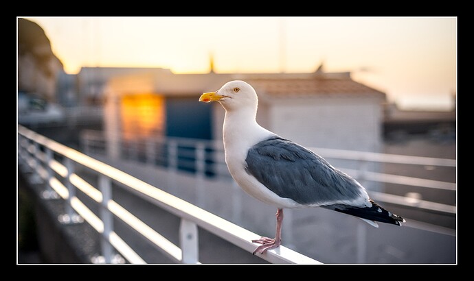 D75_7687_05